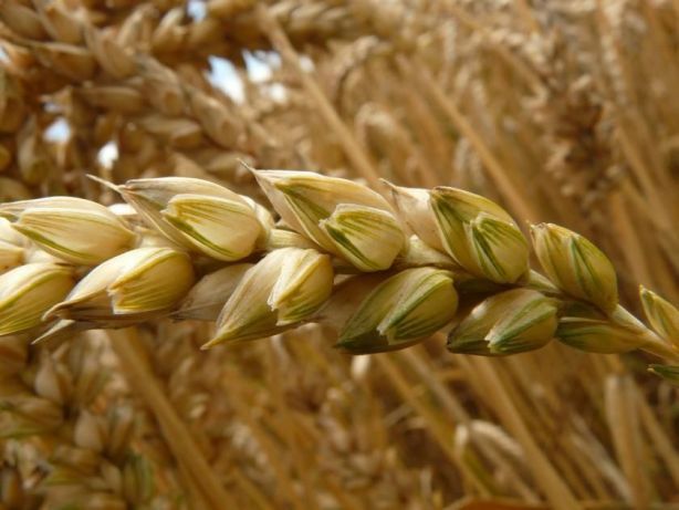 Фото 2. Семена твердой пшеницы трансгенный сорт двуручки amadeo