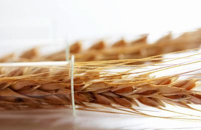 Фото 3. Семена твердой пшеницы трансгенный сорт двуручки amadeo