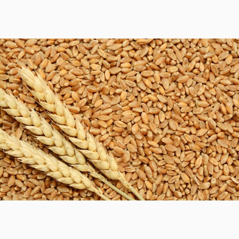 Фото 6. Семена твердой пшеницы трансгенный сорт двуручки amadeo