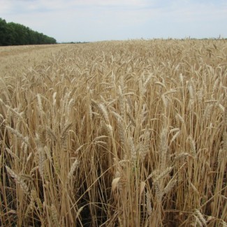 Семена озимой пшеницы «Донэко» ОТ ПРОИЗВОДИТЕЛЯ