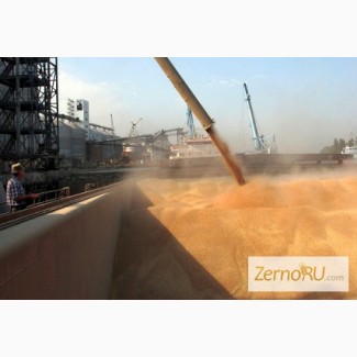 Пшеница мягкая в порту Бандер Аббас, Иран