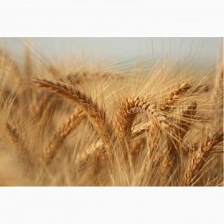 ООО НПП «Зарайские семена» продаёт оптом семена: пшеница озимой