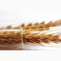 Семена твердой пшеницы трансгенный сорт двуручки denton