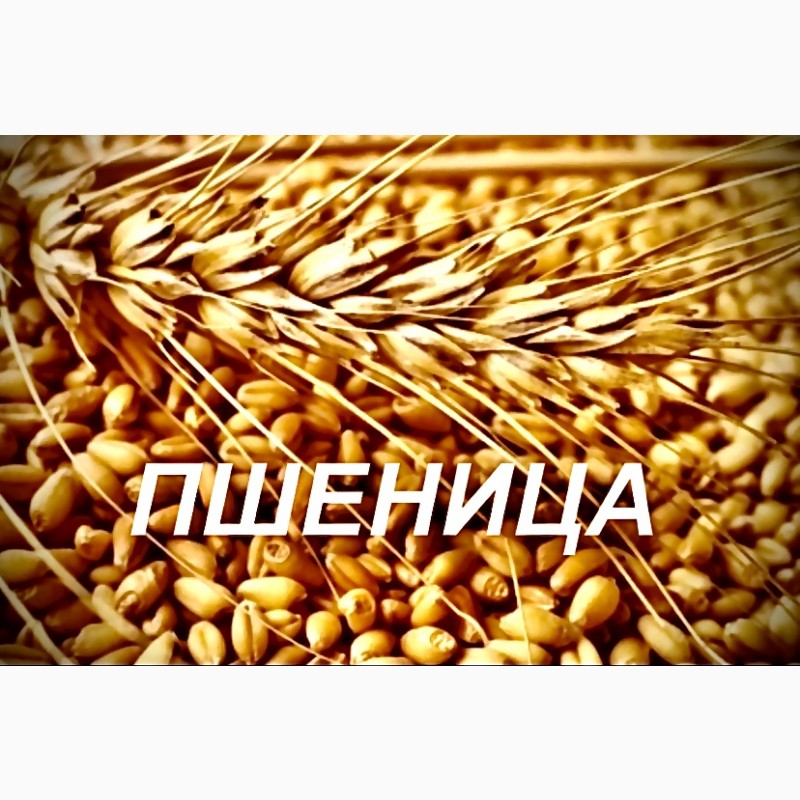 Продаем пшеницу 5 класса,  пшеницу 5 класса, Казань — ZernoRU.com