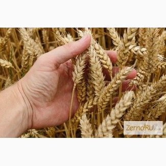 Семена Озимой пшеницы урожая 2020г. Сорт Таня