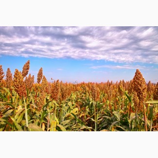 Реализация мелким оптом фуражного зернового сорго