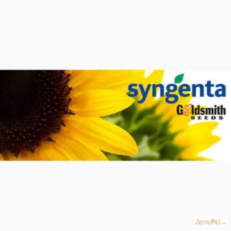 Семена подсолнечника - гибриды Сингента (Syngenta - импорт)