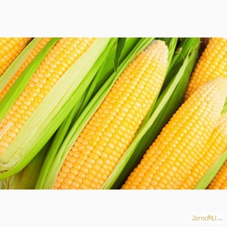 Гибриды семена кукурузы П7709, П8400, ПР39Д81, ПР37Н01, ПР39Ф58, ПР39Х32 (Пионер, Pioneer)