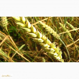 Семена озимой пшеницы урожая 2017