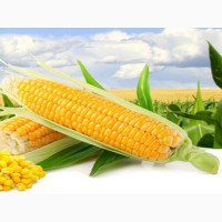 Семена кукурузы от производителя ОООЭлеватор