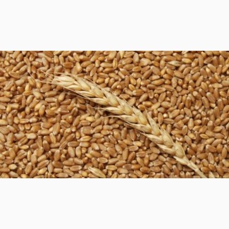 Закупаем зерно пшеницу