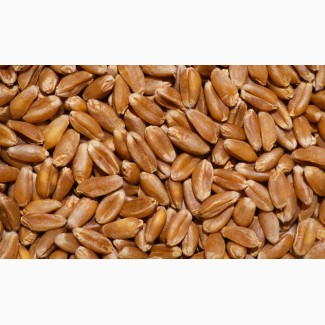 Продаем фуражную пшеницу мелким оптом