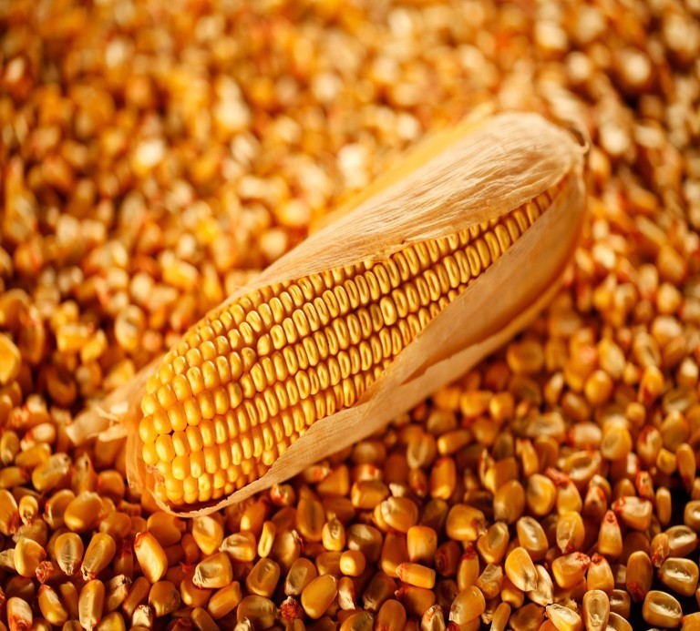 Фото 2. Закупаем кукурузу на экспорт