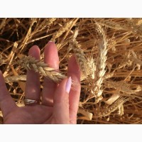 Семена озимой пшеницы сорт Веха ЭС/РС1/РС2