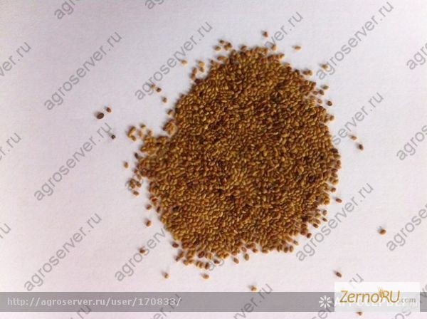 Фото 4. Продам: Семена люцерны. Цена и прайсы внутри