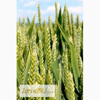 Семена Озимой пшеницы урожая 2020г. сорт Гром
