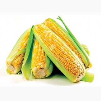 Гибриды семена Кукурузы (Pioneer, Syngenta, Monsanto, NS, Limagrain)
