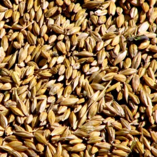 Реализуем Семена пшеницы Дарья (ЭС)