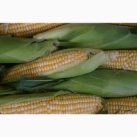 Гибриды семена кукурузы НК Фалькон, Нерисса, Делитоп (Syngenta)