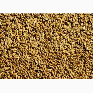 Пшеница 3-го класса оптовые поставки