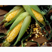 Гибриды семена кукурузы ДКС 3511, ДКС 4014 Monsanto, Монсанта, ДКС