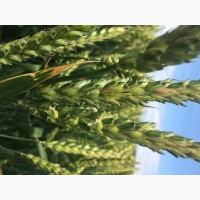 Семена озимой пшеницы сорт Есаул ЭС/РС1/РС2