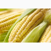 Гибриды семена кукурузы П7709, ПР37Н01, ПР39Д81, ПР39Ф58, П8400 (Пионер, Pioneer)