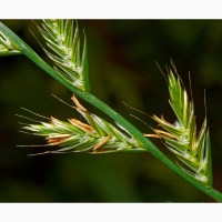 Семена однолетних и многолетних трав (злаковые)