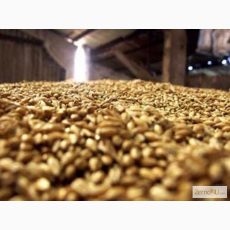 Кормовое зерно с доставкой в Калужскую область