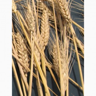 Семена озимой пшеницы Юка, Юмпа