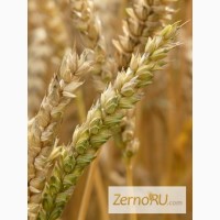Семена Озимой пшеницы урожая 2020г. Юка