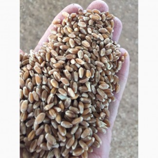 Семена озимой пшеницы сорт Зерноградка11, Изюминка, Находка