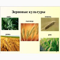 Закупаем на постоянной основе пшеницу, ячмень, кукурузу