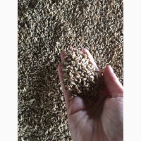 Продаю семена озимой пшеницы сорт Изюминка ЭС