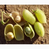 Семена нута Приво-1, Волжанин к посевной 2022