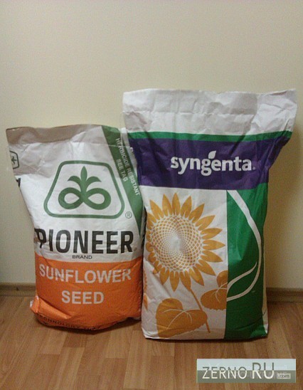 Фото 2. Семена гибридов подсолнечника кукурузы Pioneer, Syngenta, NS, LG и др