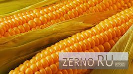 Фото 3. Семена гибридов подсолнечника кукурузы Pioneer, Syngenta, NS, LG и др