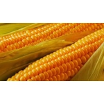 Семена гибридов подсолнечника кукурузы Pioneer, Syngenta, NS, LG и др