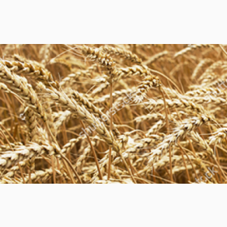 Семена озимой пшеницы сорт Юка ЭС