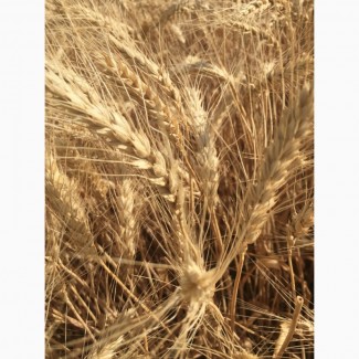 Семена озимой пшеницы сорт Лидия