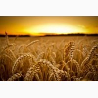 СРОЧНО продам канадский ярый трансгенный сорт твердой пшеницы RAINY