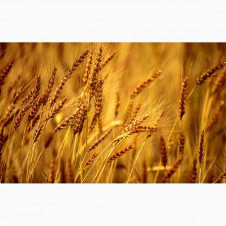 Продаем семена озимой пшеницы урожая 2019
