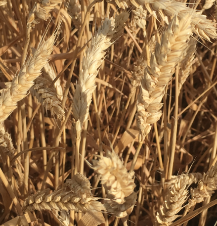 Семена озимой мягкой пшеницы сорт Краса Дона