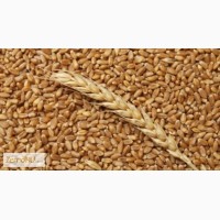 Пшеница, закупаем Краснодарский край