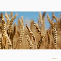 Реализуем пшеничные отруби