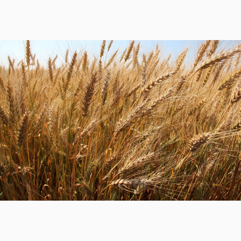 Продам семена озимой пшеницы,  семена озимой пшеницы, Павловск .