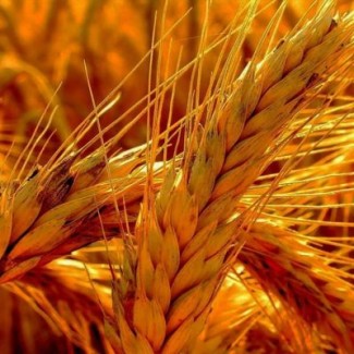 Семена яровой пшеницы сорт Донская Элегия