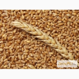 Продам пшеницу фураж