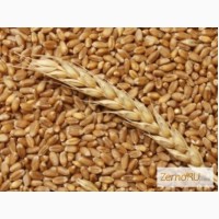 Продам пшеницу фураж