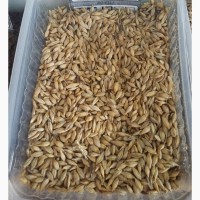 Зерно и отруби пшеничные